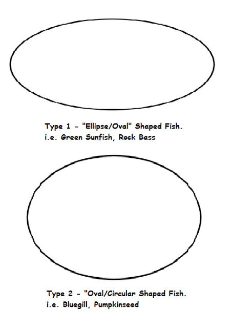 Bluegill VS Sunfish