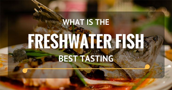 What Is The Best Tasting FreshWater Fish? - BroadMag