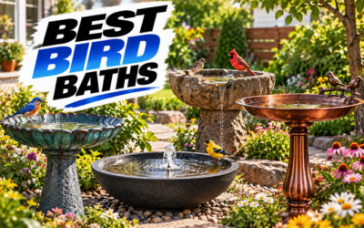 Best Bird Baths of 2026